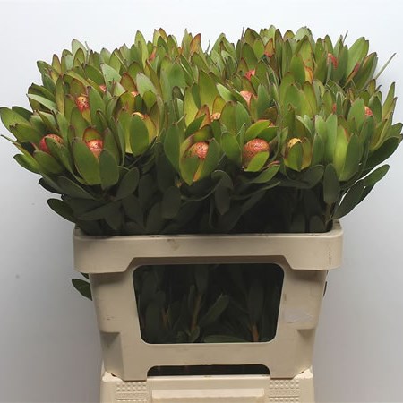 Leucadendron Goldstrike Cones