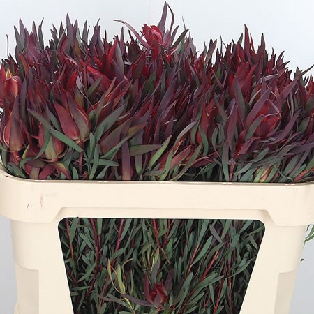 Leucadendron Harvest Girl (Spray)
