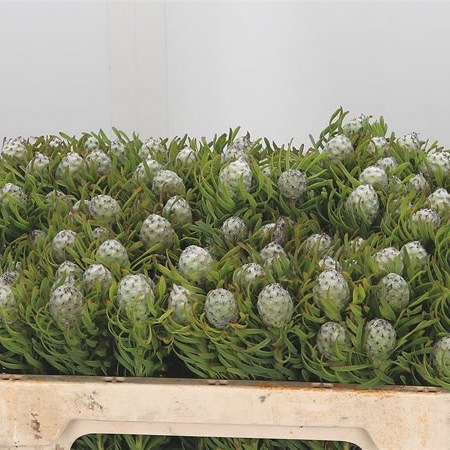 Leucadendron Jade Pearl