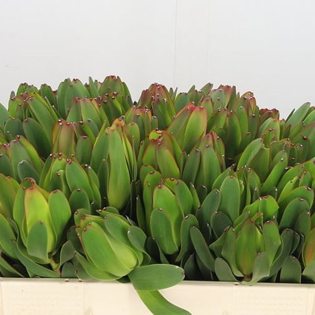 Leucadendron Laurel Yellow