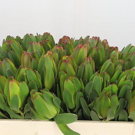Leucadendron Laurel Yellow