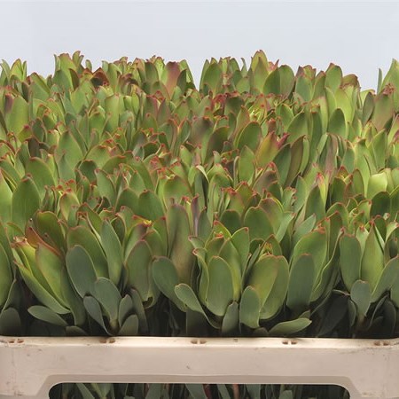 Leucadendron Mountain Rose
