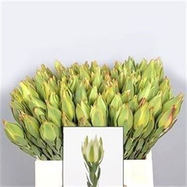 Leucadendron Proceru