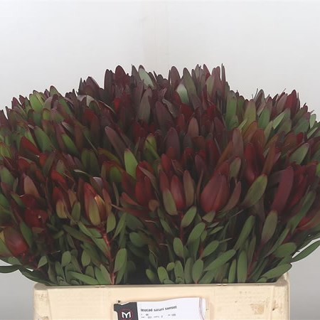 Leucadendron Safari Sunset