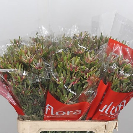 Leucadendron Star Pearl