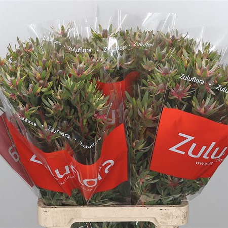 Leucadendron Star Pearl