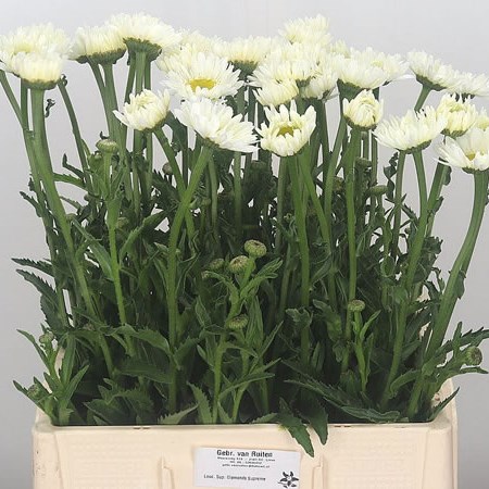 Leucanthemum Diamond Avalanche