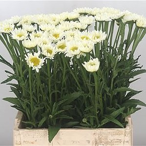 Leucanthemum Diamonds Supreme