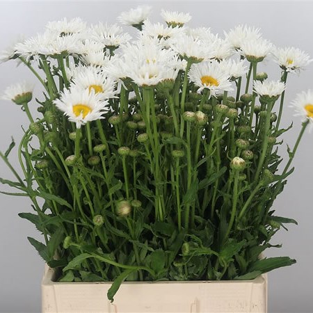 Leucanthemum Lucky Spider
