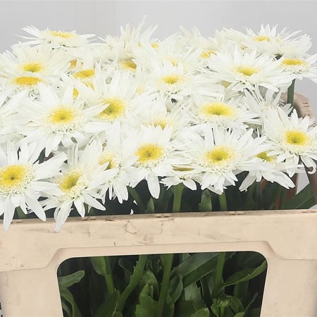 Leucanthemum Max Wirral