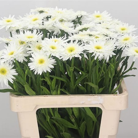 Leucanthemum Max Wirral