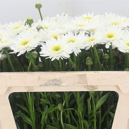 Leucanthemum Max Wirral (Extra)