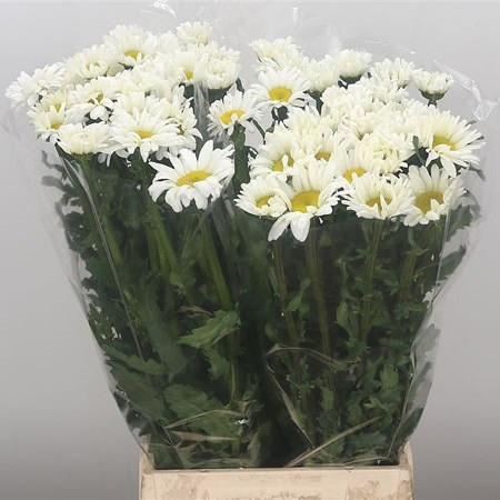 Leucanthemum Rovers White
