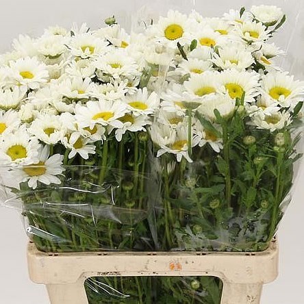 Leucanthemum Vulg Rhine View