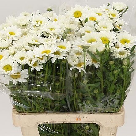 Leucanthemum Vulg Rhine View