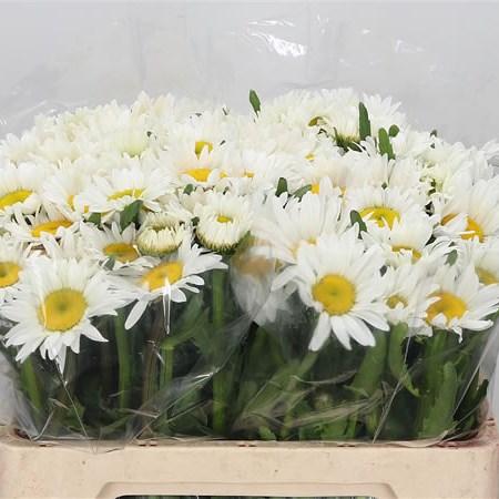 Leucanthemum Vulg Rhine View