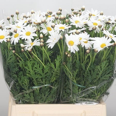 Leucanthemum Vulg White
