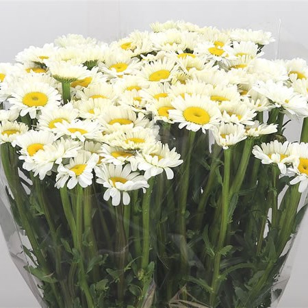 Leucanthemum Vulg White