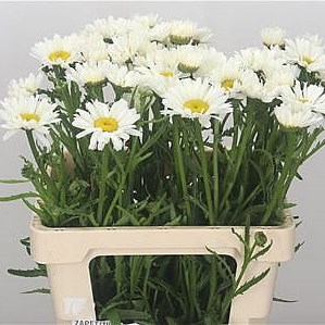 Leucanthemum Vulg White