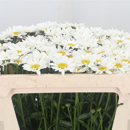 Leucanthemum White