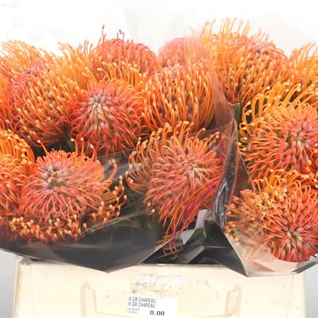 Leucospermum Ayoba Peach