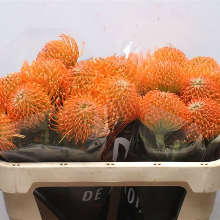 Leucospermum Ayoba Peach