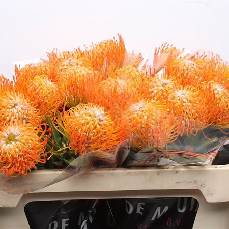 Leucospermum Ayoba Sun
