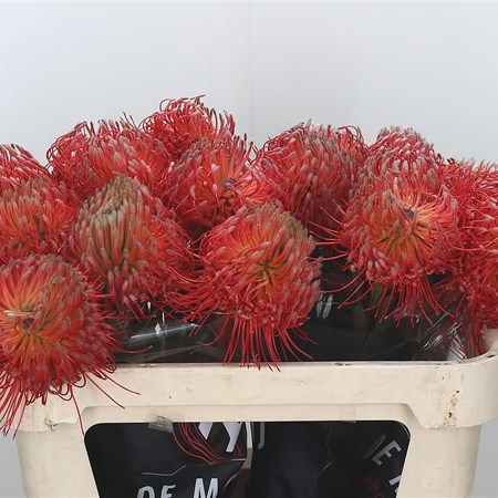 Leucospermum Blanche