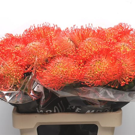 Leucospermum Emily