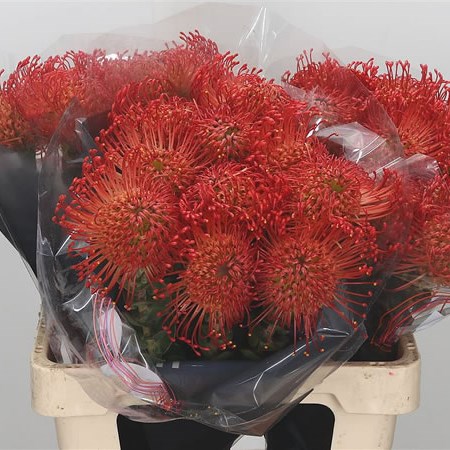 Leucospermum Empress