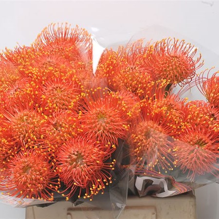 Leucospermum Gold Dust
