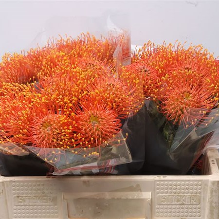 Leucospermum Gold Dust