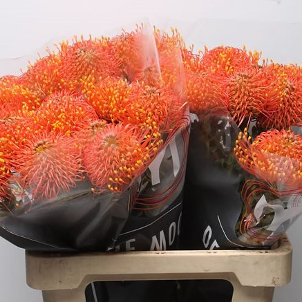 Leucospermum Gold Dust