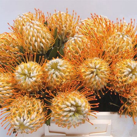 Leucospermum Goldie