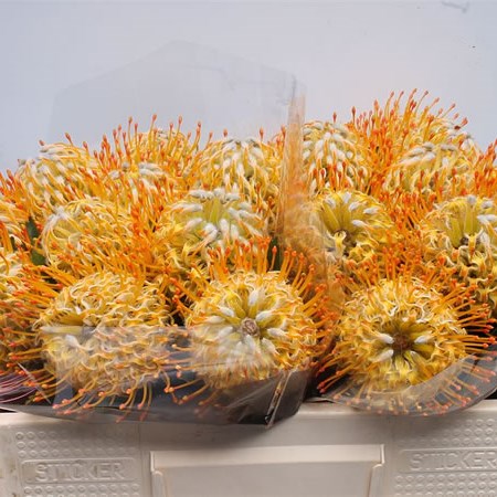 Leucospermum Goldie