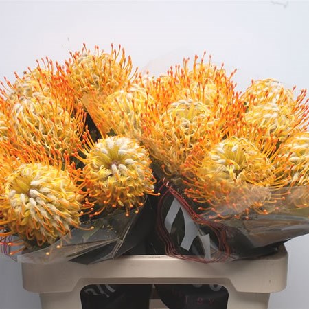 Leucospermum Goldie