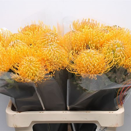 Leucospermum Haw Catherina