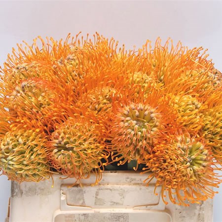 Leucospermum Jelena