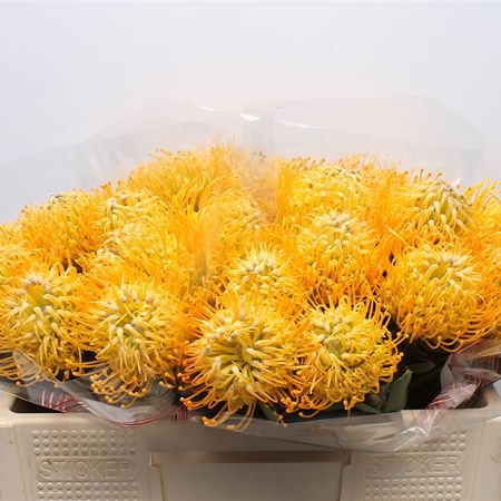 Leucospermum Jelena