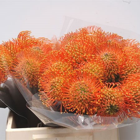 Leucospermum Neena Orange