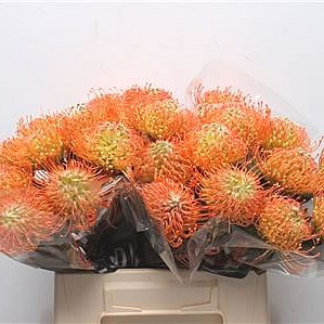 Leucospermum Nikki Umali