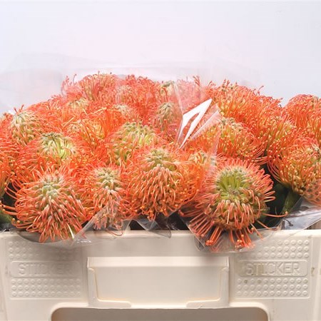 Leucospermum Nikki Umali