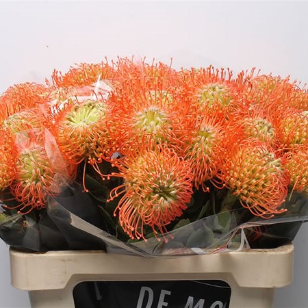 Leucospermum Nikki Umali