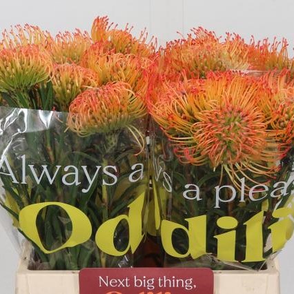 Leucospermum Orange Sunset