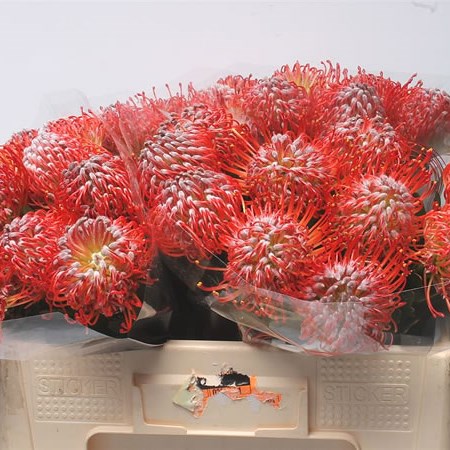Leucospermum Rigoletto