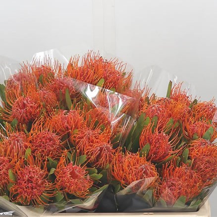 Leucospermum Saxosum