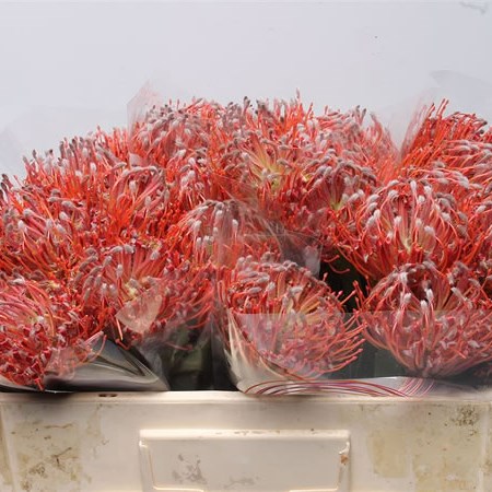 Leucospermum Scarlet Ribbon