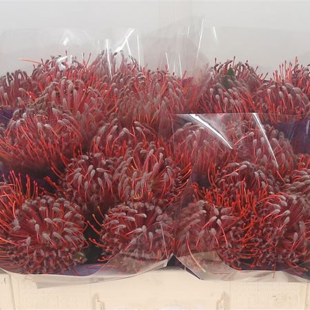 Leucospermum Scarlet Ribbon