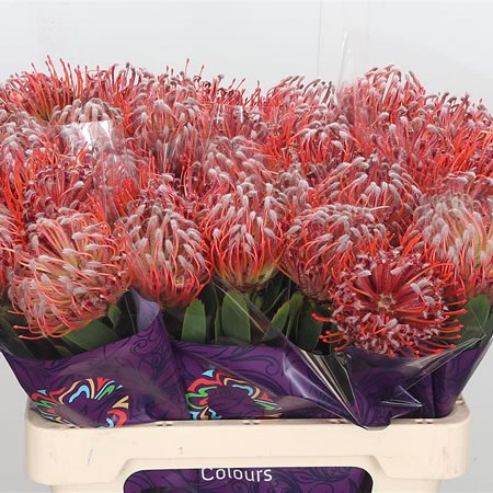 Leucospermum Scarlet Ribbon