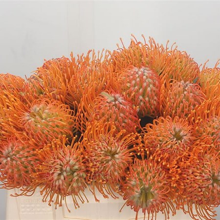 Leucospermum Soleil